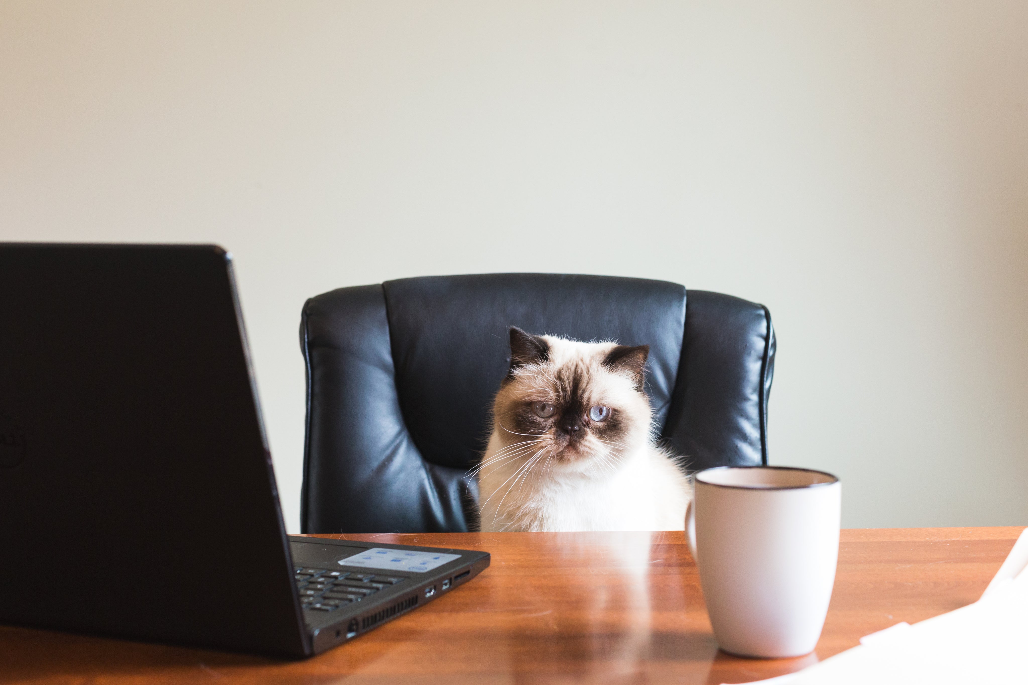 A Cat Approved Online Market Shop Experience
